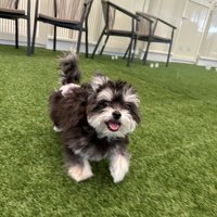 ニコニコ