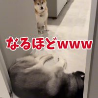 通せんぼされたおもちくん