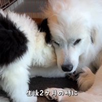 シュシュちゃんが母代わり♡