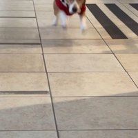 ママが現れた時のきなこちゃん7