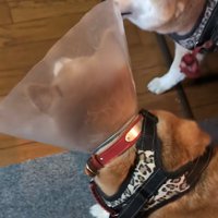 向かい合う2匹の犬