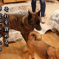 ハルヱちゃんがたしなめます