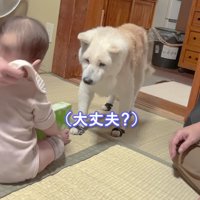 心配そうなあいちゃん