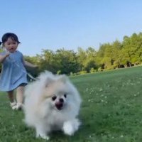 容赦なく走り続けるわんこ