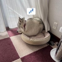 無理矢理丸まったり…