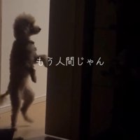 二本脚で歩く犬