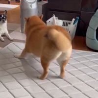 攻防戦