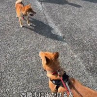 顔見知りの近所の犬たちとも再会