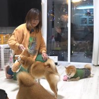 お兄ちゃん帰省時の豆柴4兄妹