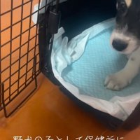 野犬として暮らしていた