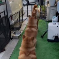 並ぶ犬1