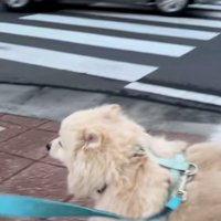 散歩中のエリーちゃん