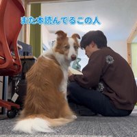 ラスカルくんの構って攻撃