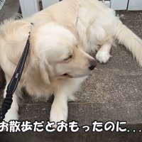病院を嫌がるギンちゃん5