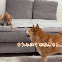 ニャンプロが始まった♪