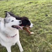 ティアラちゃんと鬼ごっこ