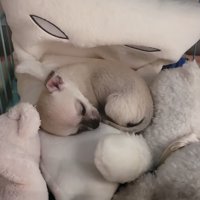 ぬいぐるみに囲まれて眠る犬