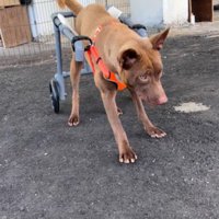 車椅子に挑戦するあさちゃん