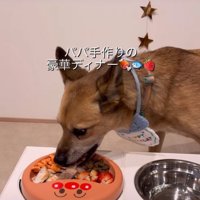 ご飯を食べる犬