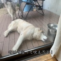 横になったまま遠吠えする茶色い犬
