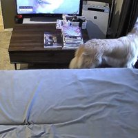 窓から飼い主を見つめる犬