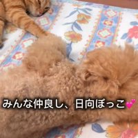 日向ぼっこする猫と犬