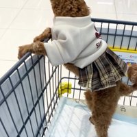 ショッピングカートに乗る犬
