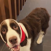 サンタごっこをするププくんと女の子2