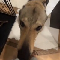 飼い主の前に歩いてきた犬