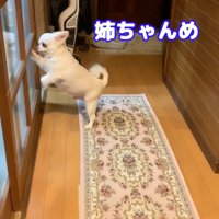 お姉ちゃんと喧嘩した時のコハクくん⑩