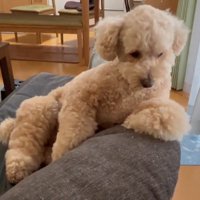 「ちょっと何言ってるかわからないな～」