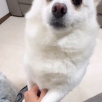 甘えん坊なベラちゃん2