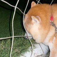 草むらに顔を近づける柴犬