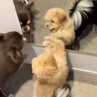 鏡を見る二匹