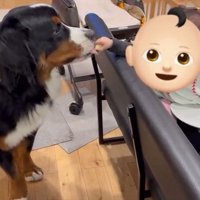 バナナをなめるロッキーくん