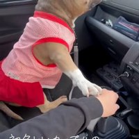 前を見つめるリリーちゃん