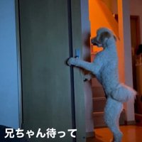 ますお君の人間のような行動8