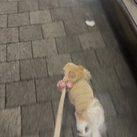 お迎えに来てくれたプティちゃん9