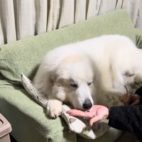 薬の匂いを嗅ぐ犬