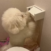 トイレットペーパーを転がして、床にペーパーを落とす犬