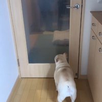 おばあちゃんを見つけたエルモくん