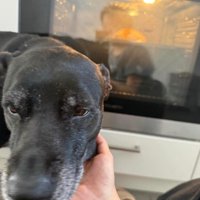 愛犬が駆けつけて…