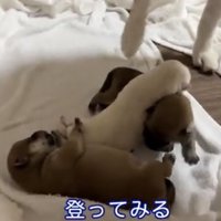 重なり合う3匹の犬