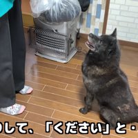 「赤ちゃんをください！」