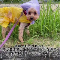 渋々クンクン活動へ