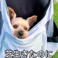 芝生に連れて行っても…