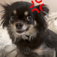 明らかにお怒りの犬
