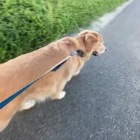 先導するジョイくん
