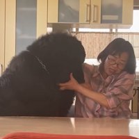 お母さんと真っ黒の超大型犬6