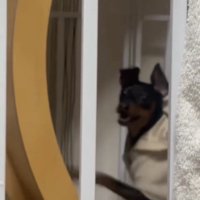 楽しそうに走る犬